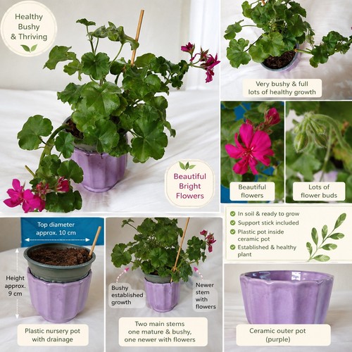 Pink trailing geranium - trailing,