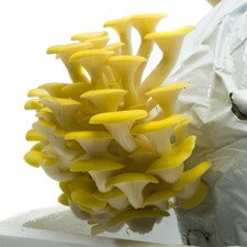 Mushroom Grow Kit, Yellow