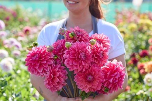 Dahlia tuber scaur swinton - dahlia,