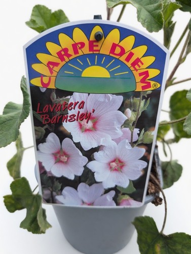 White lavatera plant pot - lavatera,