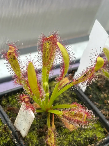 Drosera hercules - drosera,