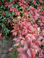  VIRGINIA CREEPER 30 SEEDS