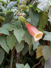 Brugmansia sanguinea Ventricosa | Angels trumpet Plant | Plug plant