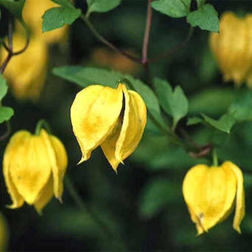 Clematis tangutica - clematis, (golden)