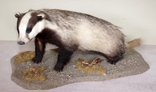 Beautiful Badger Badger Taxidermy With Certificate