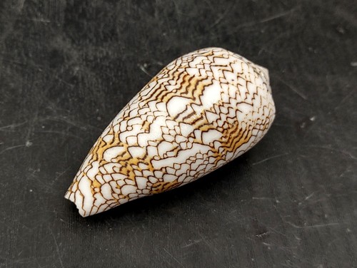 Cloth gold cone seashell - of,