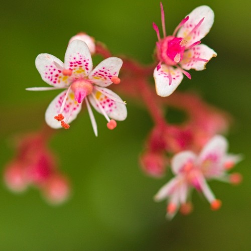 London pride saxifraga - ,