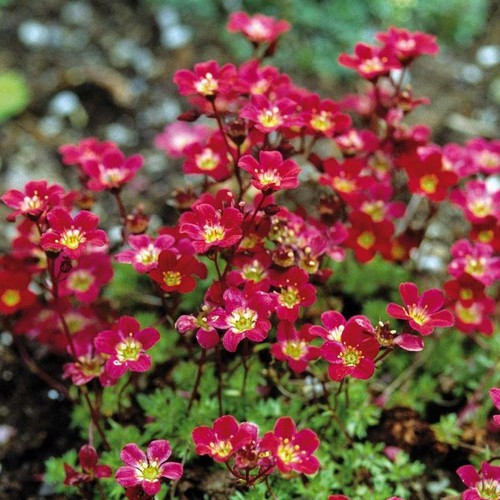 Evegreen saxifraga red - 3, 🌷