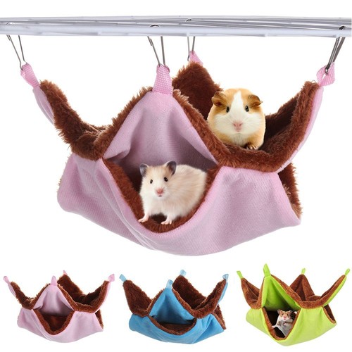 Ferret rat squirrel pet - squirrel,