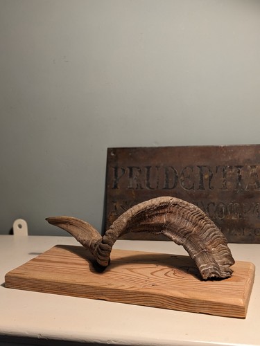 Vintage large ram horn - large, mounted
