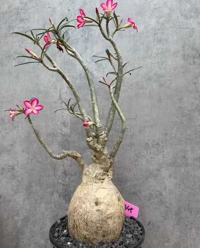 Adenium obesum