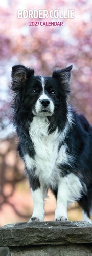 Border collie 2027 slim - 2027,