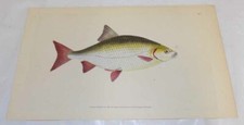 1803 Antique COLOR Fish Print///RED EYE, or, CYPRINUS ERYTHROPTHALMUS