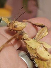 Giant Prickly Stick Insect ×25 (Extatosoma Tiaratum) Macleay's Spectre "EGGS"