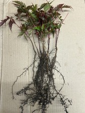 10 X Bareroot Japanese Maple