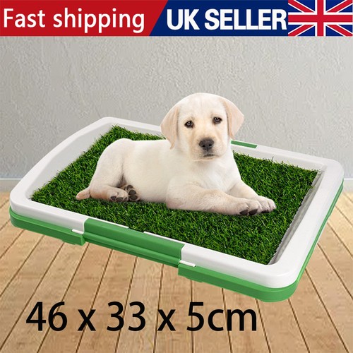 Dog training toilet puppy pee - puppy,