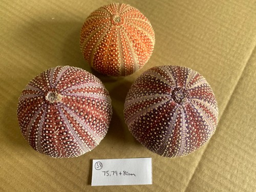 Medium scottish sea urchins - medium,