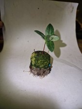 Eucalyptus Urn Gum,  Urnigera