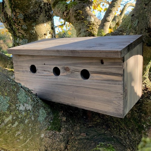 Sparrow nest bird box terrace - nest,