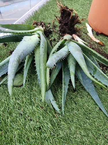 Aloe vera plant - aloe,