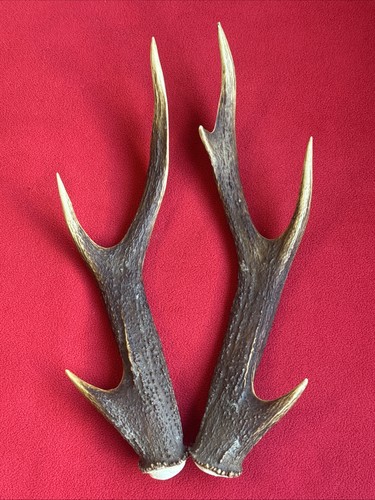 Pair sika deer antlers - of,