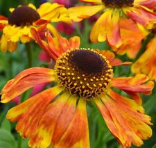 50 SEEDS HELENIUM CARNIVAL