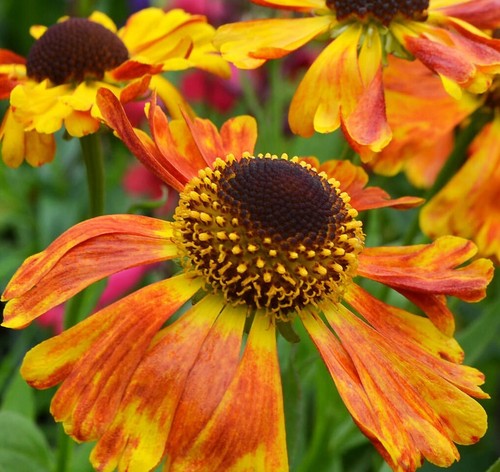 Seeds helenium carnival - 50,