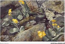 AJGP8-0759 - FLOWER - PRIMULA AURICULA