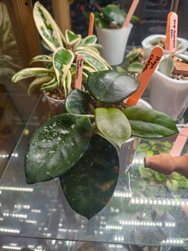 Hoya chelsea rare - hoya,