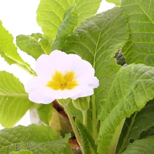 Polyanthus white boxed bedding - polyanthus,