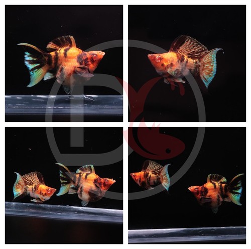 2pair molly albino - 2pair,