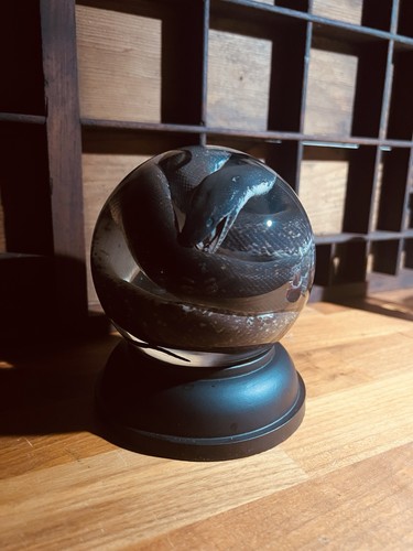 Savu python wet specimen globe - python,