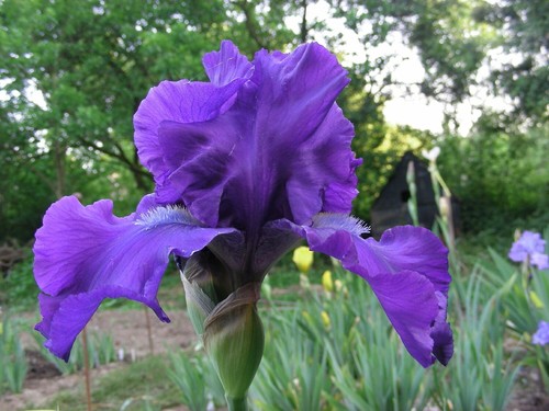 Iris germanica matina - iris,