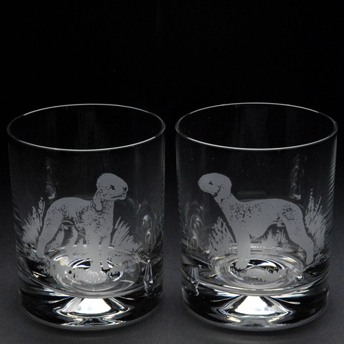 Bedlington terrier dog whiskey - bedlington,