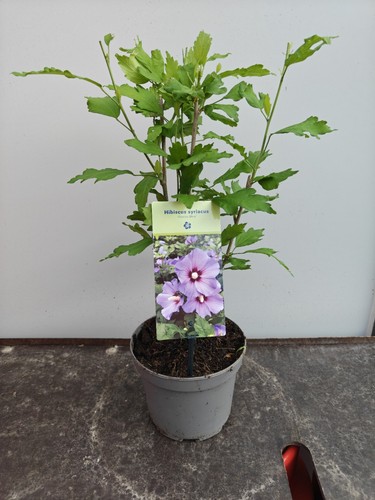 Hibiscus syriacus oiseau - syriacus, 'oiseau