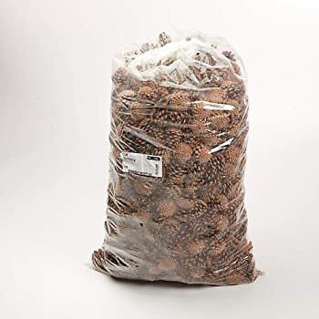 Pine cones - pine, (austriaca