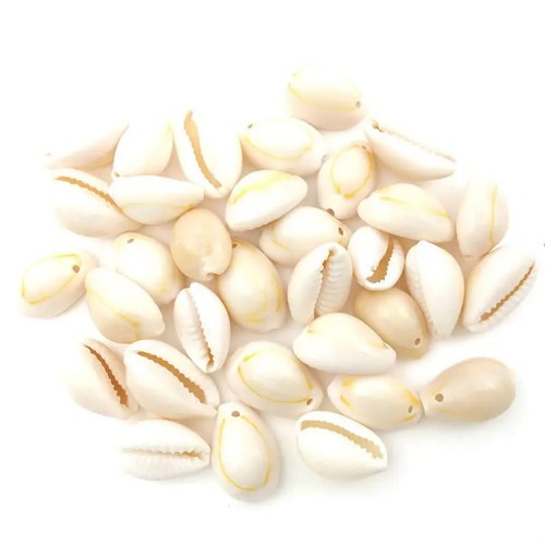 Cowrie sea shell - cowrie, (50pcs