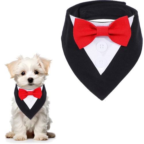Elegant small dog tuxedo - dog,