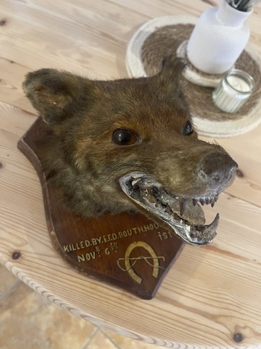 Vintage taxidermy 1914 fox - vintage,