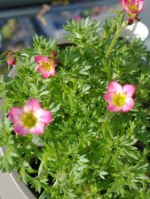Perennial, alpine, rockery