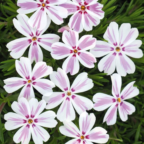 Phlox candy stripe - stripe', medium