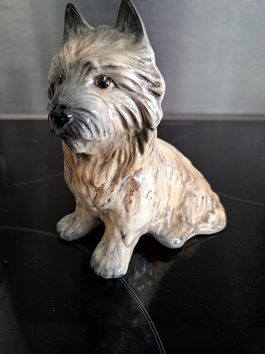 Gorgeous cairn terrier - gorgeous,
