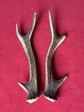 PAIR OF SIKA DEER ANTLERS 143g.   approx. 22/22,5cm.