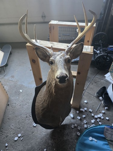 Whitetail deer shoulder mount - deer,