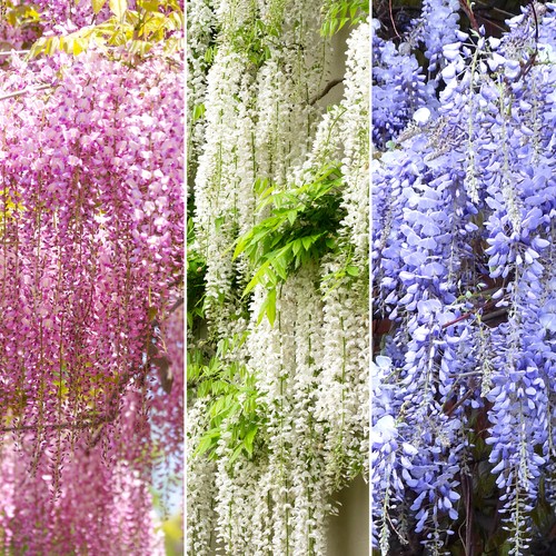 Wisteria mix plants - -,