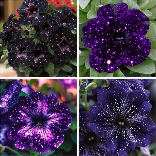 500 petunia seeds for - petunia,