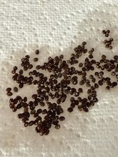 Indian Stick Insect - Ten 