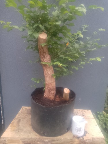 Elm bonsai tree yamadori - tree, raw