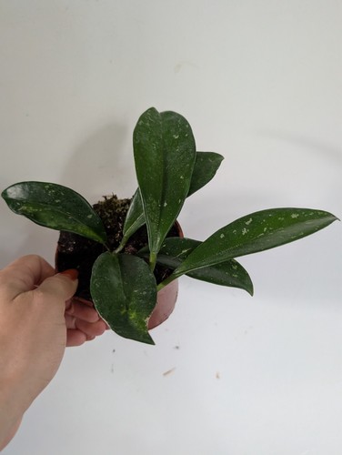 Hoya carnosa stardust - hoya,
