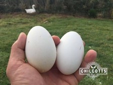 Fresh Goose eggs x4 white